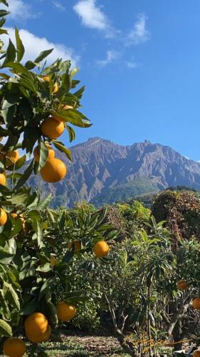 果樹園からの桜島